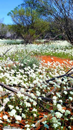 White Wildflowers, WA. 